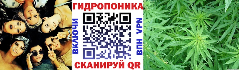 Конопля сатива  Вятские Поляны 
